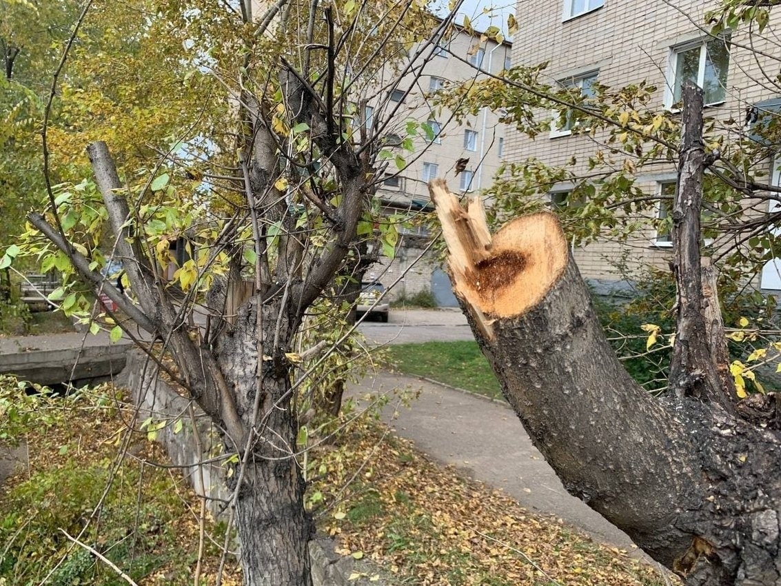 Спиленное дерево росло в