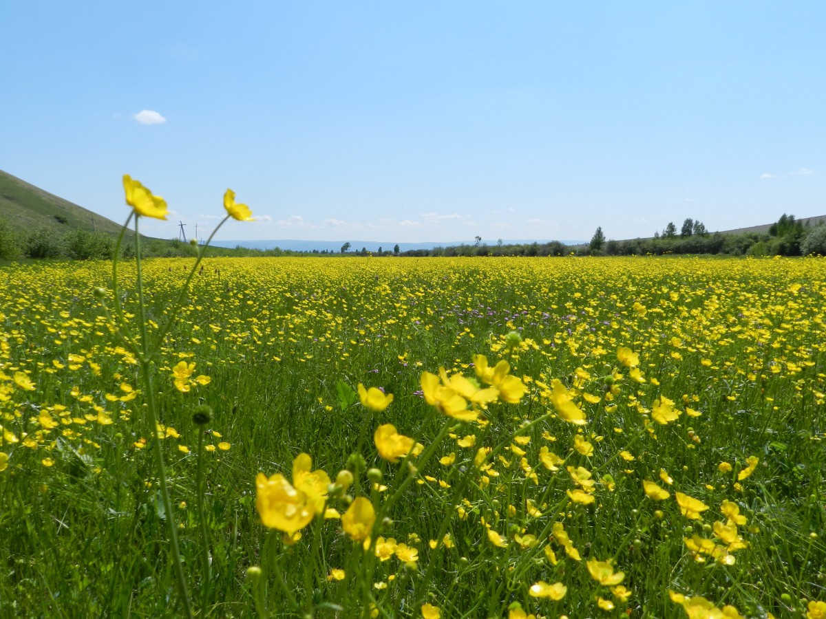 зимняя природа забайкальского края чита. российские солнечные электростанции. природа забайкалья улеты. яблоневый хребет забайкальского края. забайкальский край лето.
